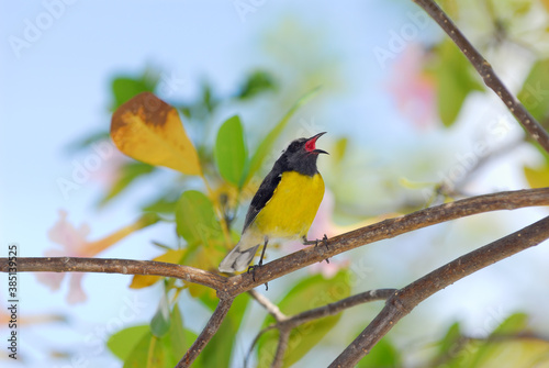 Bananaquit bird singing in a Pink Trumpet tree