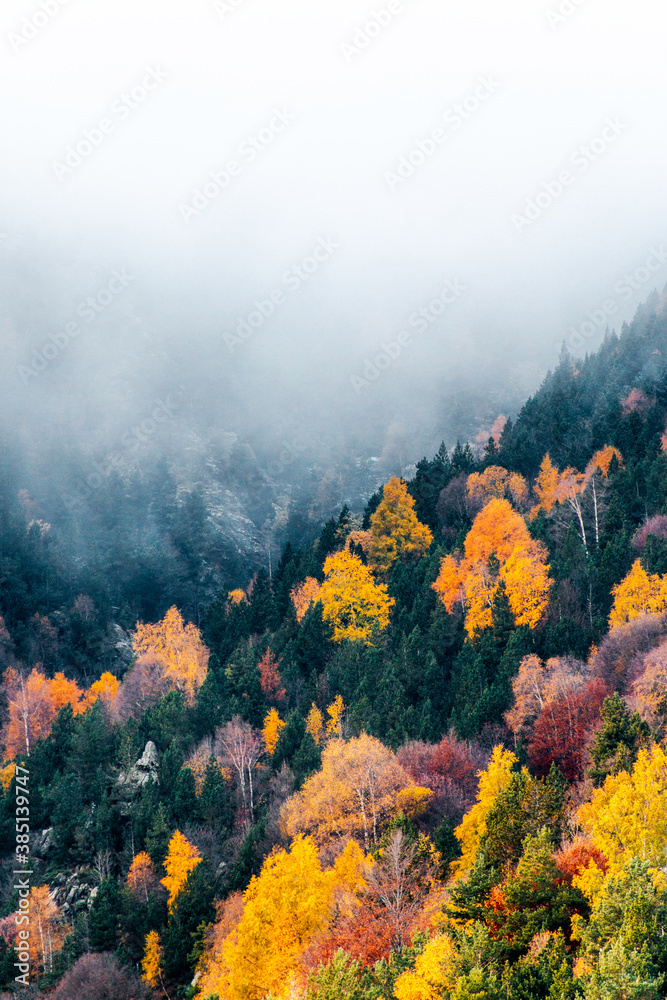 Autumn forest with fog and orange, yellow and red pines or firs leaves on a misty morning.