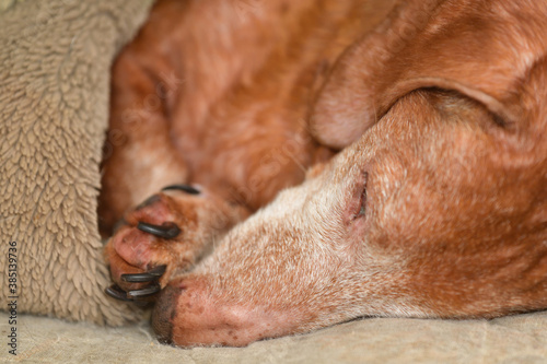 Sleeping old dog