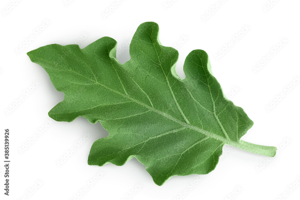 eggplant leaf isolated on white background with clipping path and full depth of field. Top view. Flat lay eggplant leaf isolated on white background with clipping path and full depth of field. Top view. Flat lay