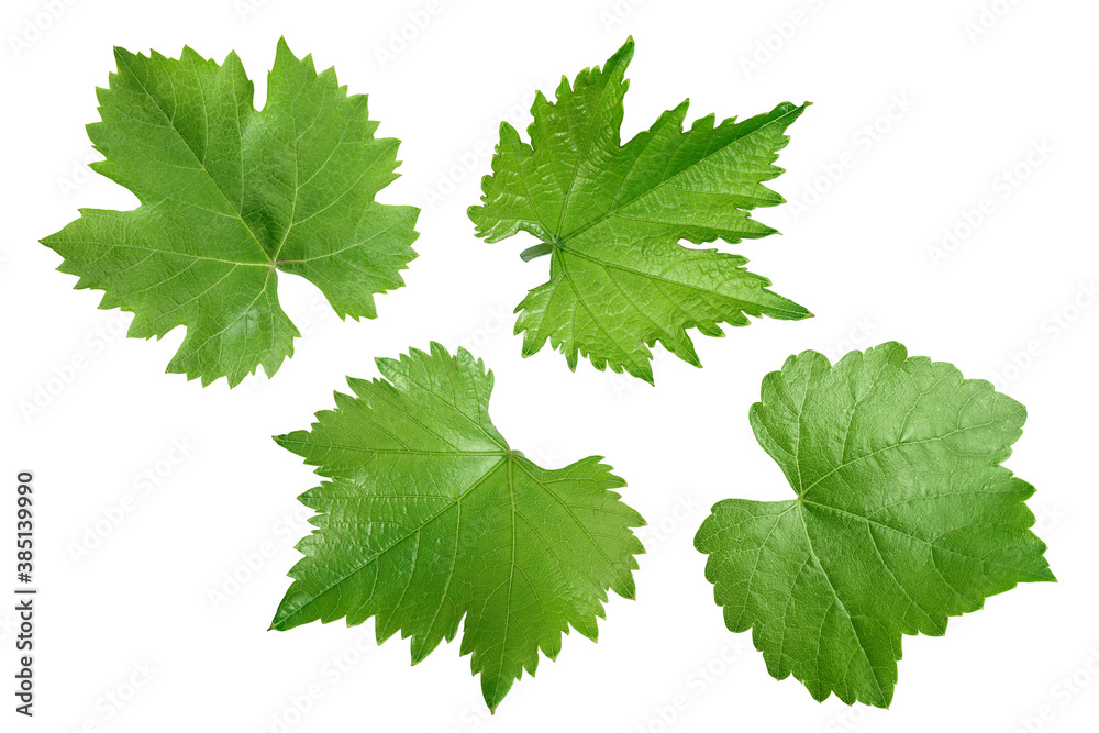 Grape leaf isolated on white background with clipping path and full depth of field. Top view. Flat lay Grape leaf isolated on white background with clipping path and full depth of field. Top view. Flat lay