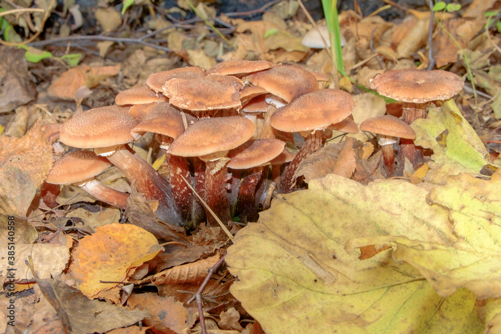 Armillaria. Autumn mushrooms grown under fallen leaves under an Armillaria. Autumn mushrooms grown under fallen leaves under an