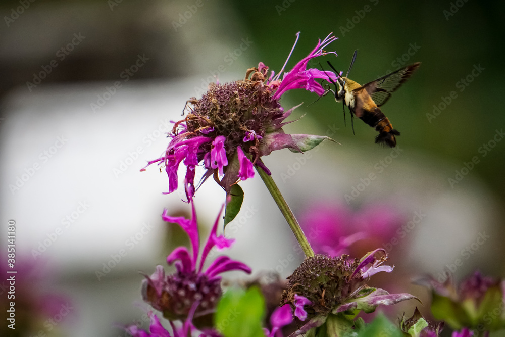 Hummingbird Hawk Moth pollinating bee balm in the garden Hummingbird Hawk Moth pollinating bee balm in the garden
