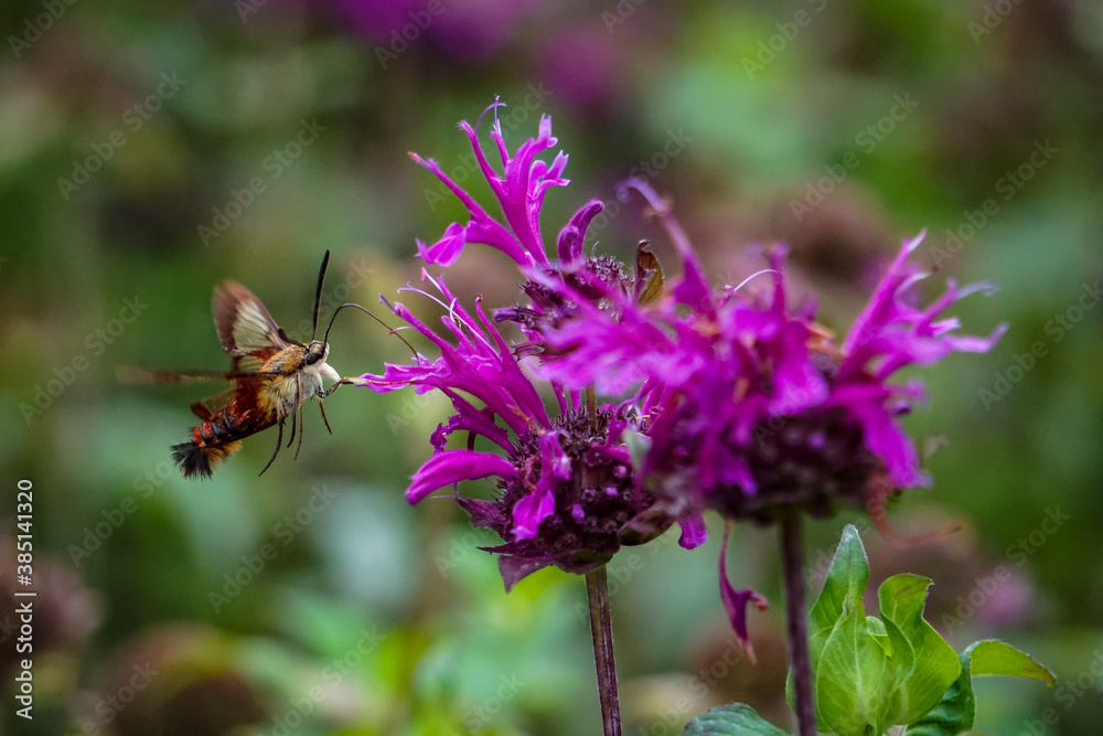 Hummingbird Hawk Moth pollinating bee balm in the garden Hummingbird Hawk Moth pollinating bee balm in the garden