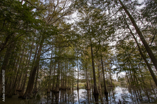 Large stately Cypress trees in a swamp