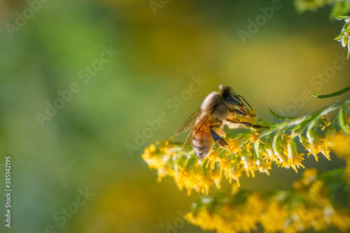 Honeybee pollinating goldenrod © Christine Grindle