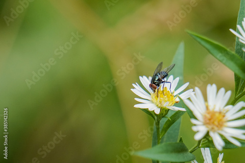 Fly pollinating a wildflower