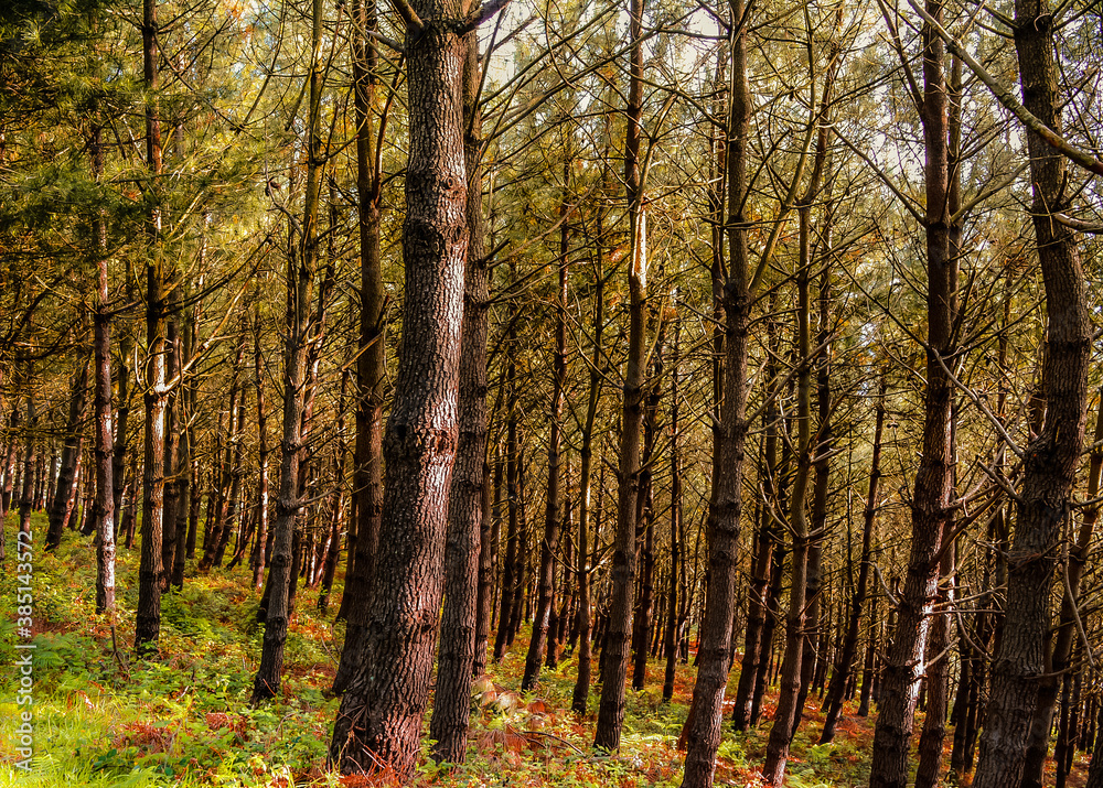 Fototapeta premium pine forest with green branches
