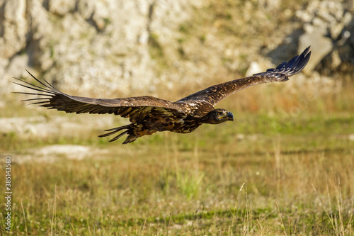 Eagle in flight. White-tailed eagle, Haliaeetus albicilla, flies with widely spread wings and open beak. Majestic bird hunting. Wildlife from nature. The largest eagle in Europe. Habitat Europe, Asia.