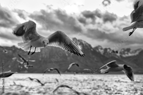 Seagull flying over Lac Léman in Montreux. photo