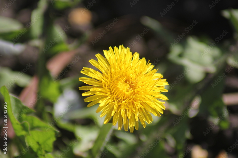 dandelion in the garden