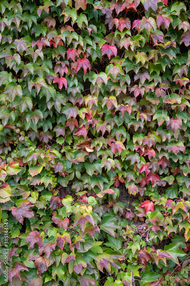 A picture of the wall covered with ivy leaves.   Vancouver BC Canada
