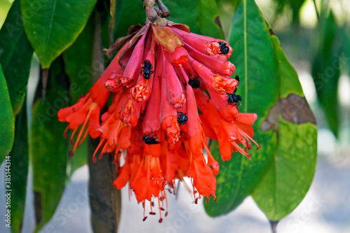 Scarlet flame bean flowers or mountain rose flowers (Brownea grandiceps)  photo