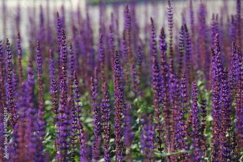 Lavender lawn.A field of purple flowers.Selective focus