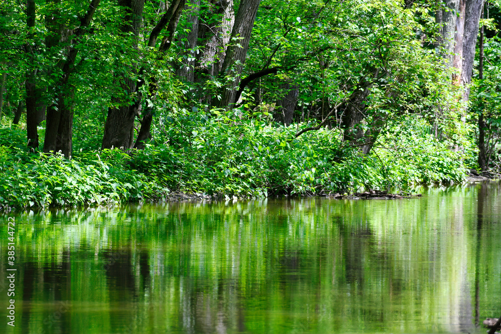 Beautiful Forest View with Lush Green Foliage from Trees and Ground Cover and Leaves Reflected in Stream Beautiful Forest View with Lush Green Foliage from Trees and Ground Cover and Leaves Reflected in Stream