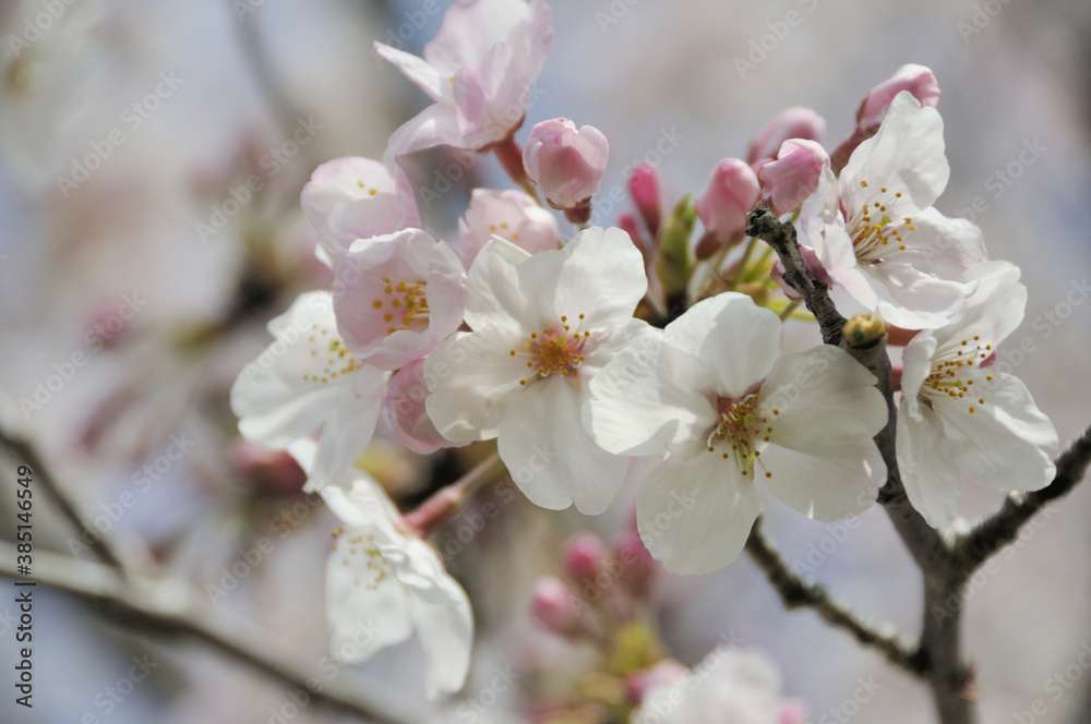 桜のつぼみと花