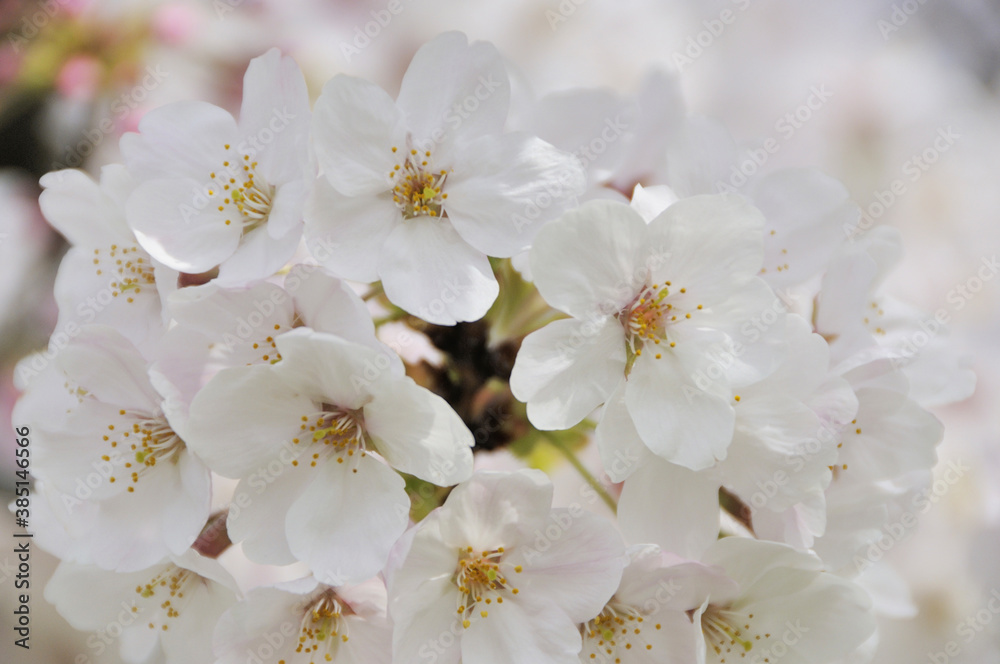 桜の花