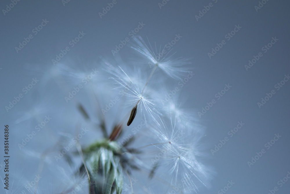 Fototapeta premium Dandelion Seeds in the Wind