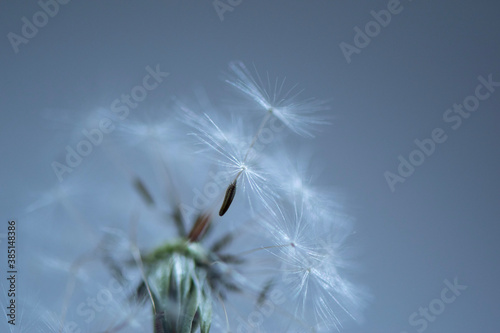 Dandelion Seeds in the Wind