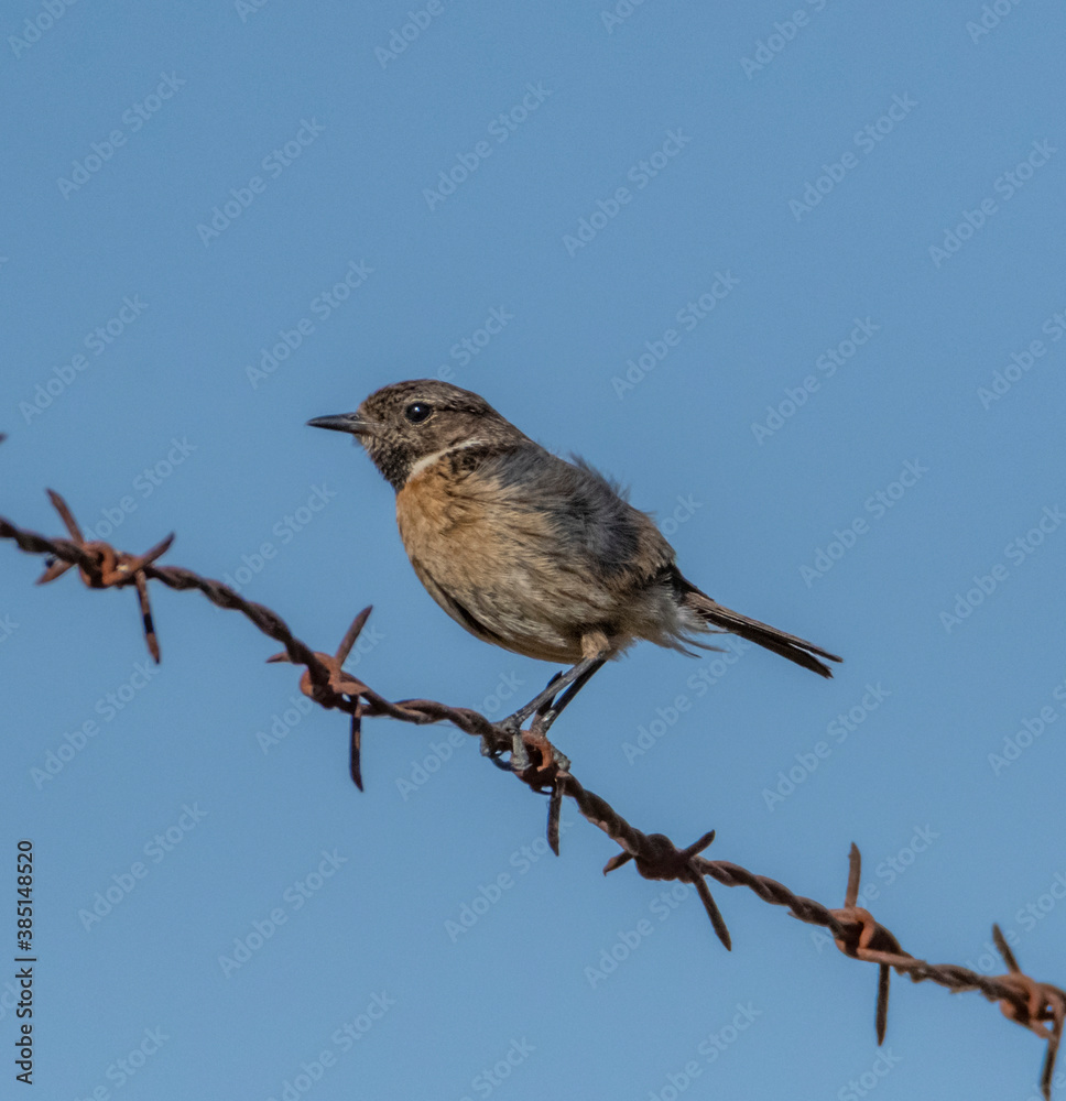 robin on a branch robin on a branch