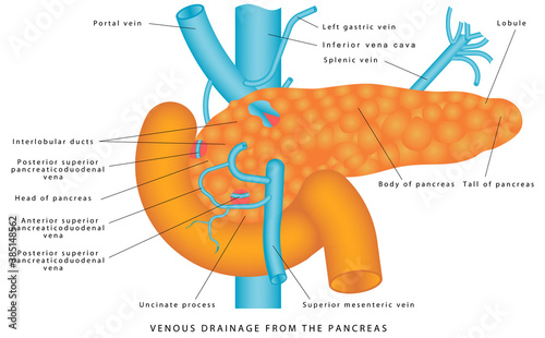 Veins of pancreas. Venous Drainage from the Pancreas. Pancreatic venous drainage. Anatomy and Functions of the Pancreas on white background