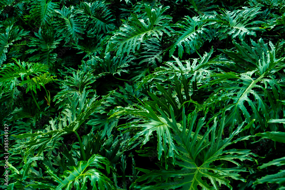 Native plants found in the Atlantic Forest Biome of southeastern Brazil Native plants found in the Atlantic Forest Biome of southeastern Brazil