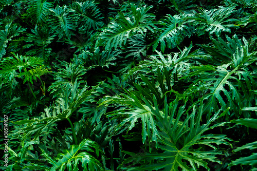 Native plants found in the Atlantic Forest Biome of southeastern Brazil