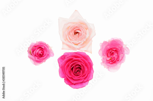 Fototapeta Naklejka Na Ścianę i Meble -  白バックにピンク色と赤色のバラの俯瞰