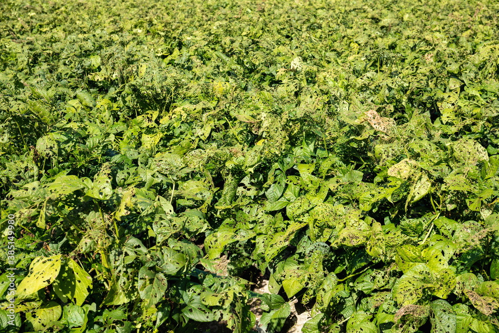 Soybeans field eaten by insects