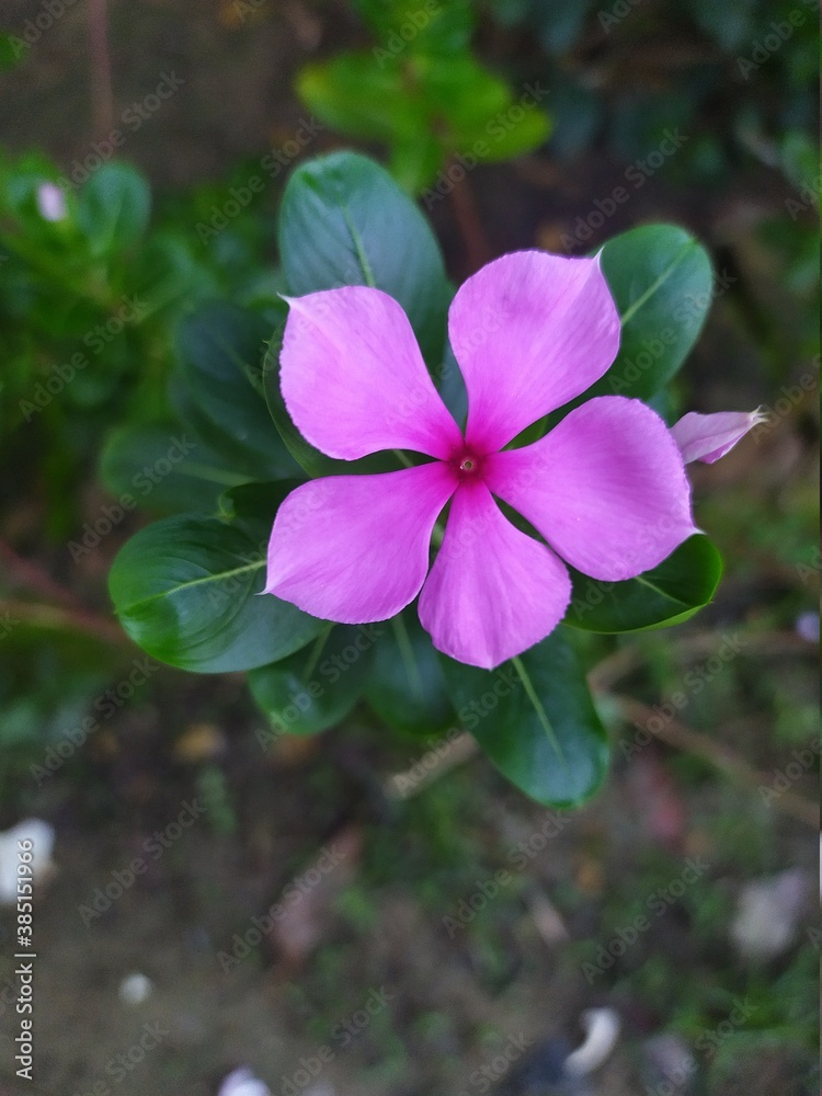 pink and white flowers pink and white flowers