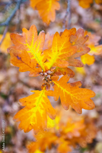 Orange oak leaves on tree branch, close up, soft selective focus. Season change concept.