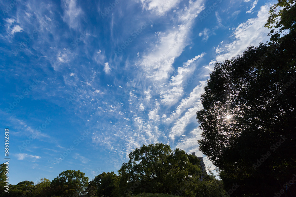 秋の綺麗な青空と森の風景 Stock Photo Adobe Stock