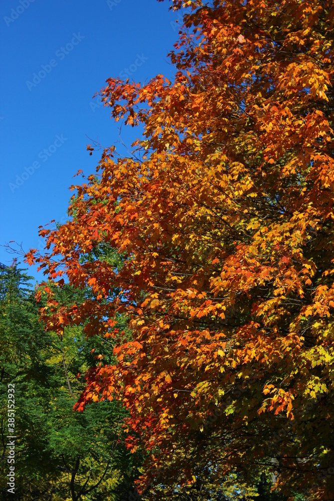 Orange Maple Leaves