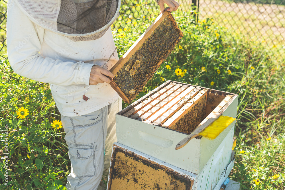 A Female Beekeeper Tends To Her Bees A Female Beekeeper Tends To Her Bees