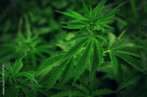  marijuana background. bush cannabis.