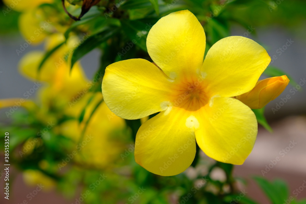 Panama City - Yellow Allamanda flower - Allamanda Panama City - Yellow Allamanda flower - Allamanda