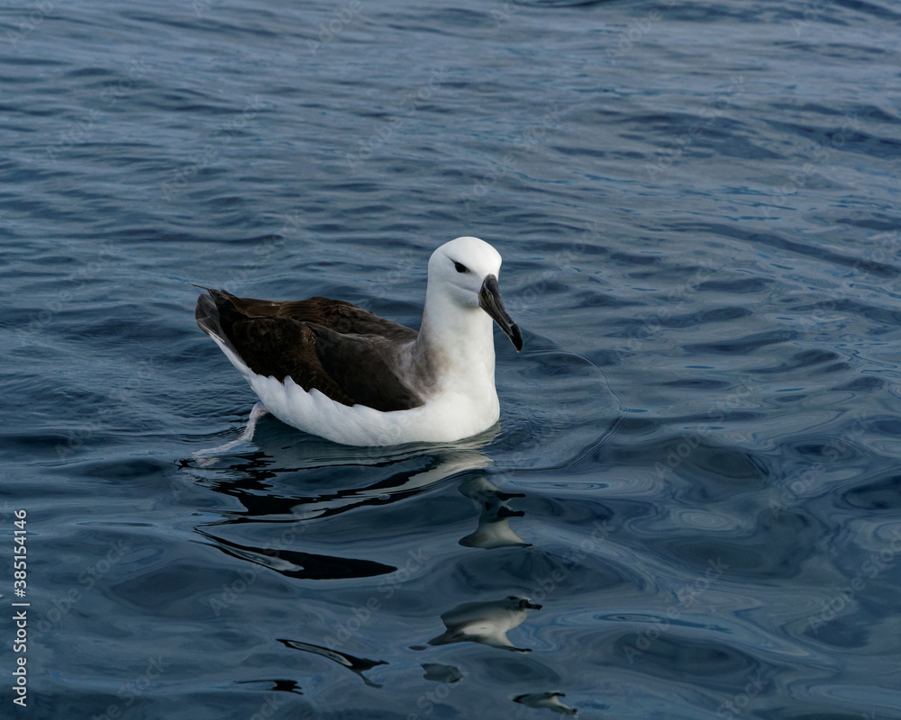 Lesser Albatross, Kaikoura, New Zealand. Lesser Albatross, Kaikoura, New Zealand.