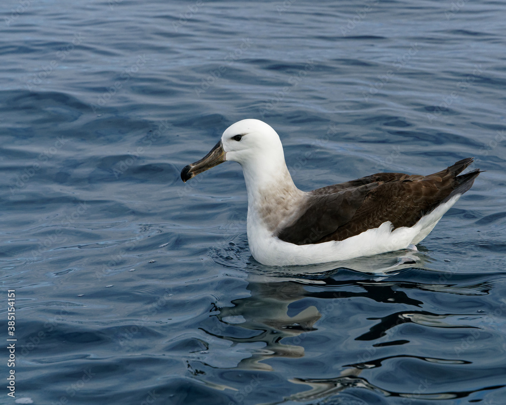 Obraz premium Lesser Albatross, Kaikoura, New Zealand.