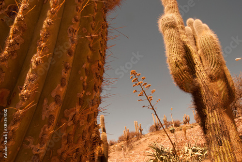 cactus in the desert
