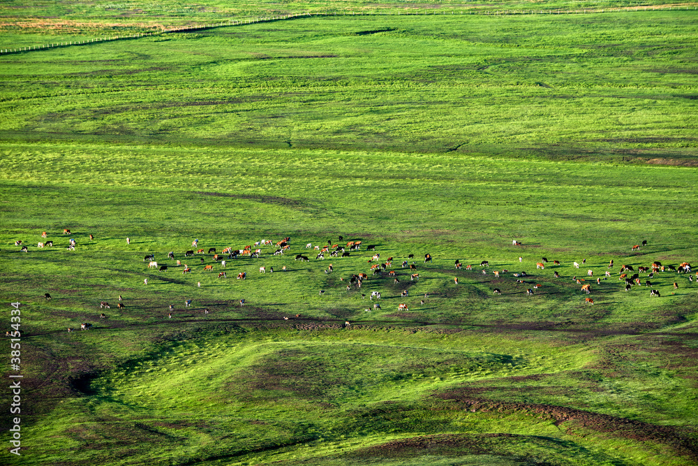The herd on the summer grassland of Hulunbuir of china.