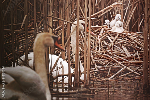 Swan Family