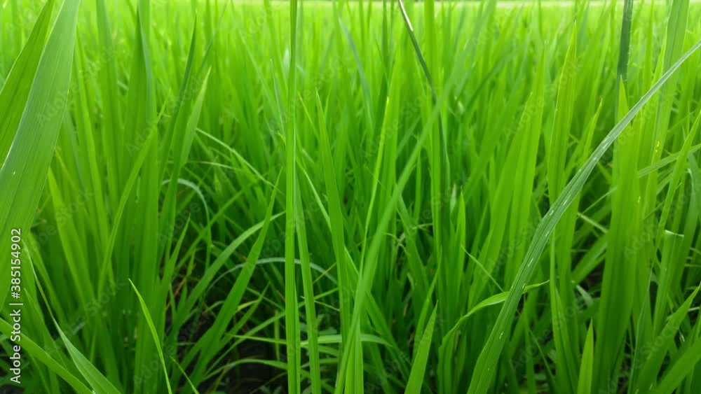Close up grass leaves in the field on full flame photo pattern, fresh green plantation, grassland nature concept, small rice trees,