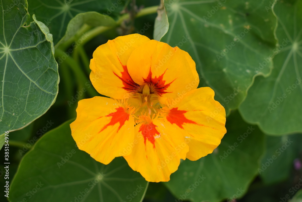 yellow nasturtium yellow nasturtium