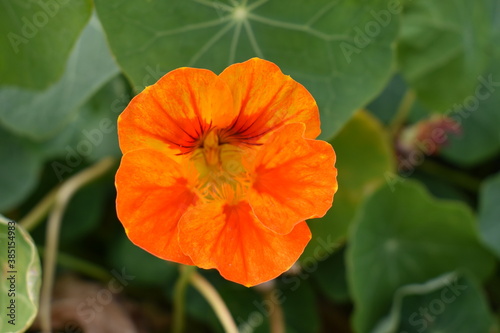 orange nasturtiums