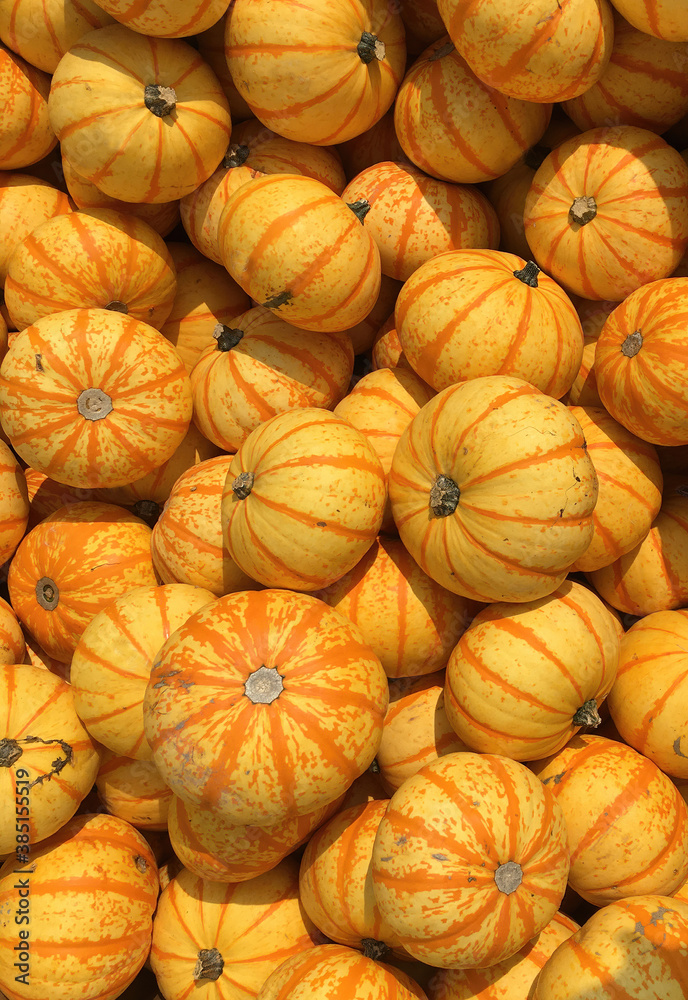 Fresh small red striped yellow pumpkins displayed for sale at a farm market stand