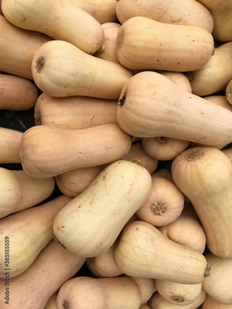 Fresh butternut squash displayed for sale at a farm market stand Fresh butternut squash displayed for sale at a farm market stand