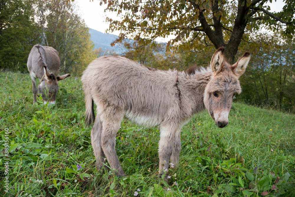 Beautiful small donkey isolated in a green meadow closely photographed while his mother is in the background. Beautiful small donkey isolated in a green meadow closely photographed while his mother is in the background.