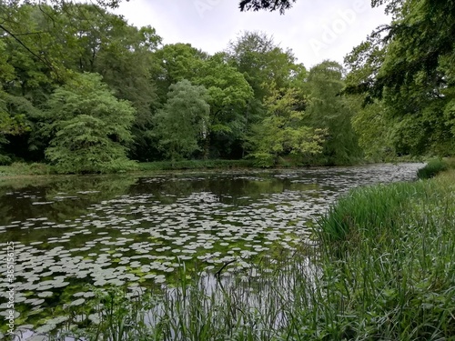 water lilly small lake