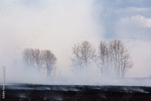 A blackened field with puffs of smoke from a fire and a haze enveloping bare trees in a agriculture landscape © kat7213