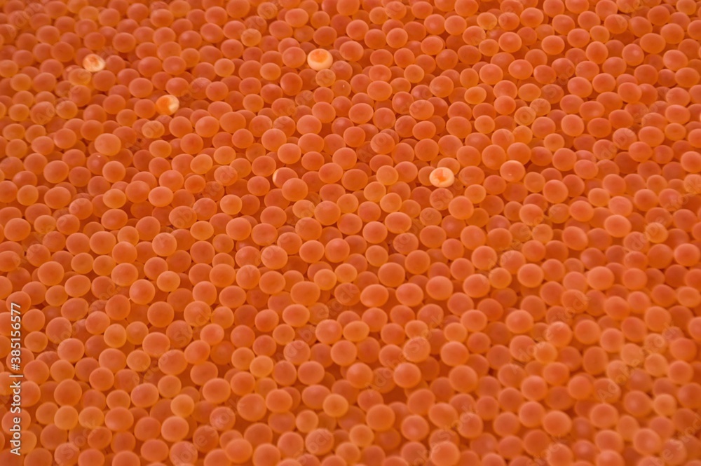 Artificially fertilized chum salmon eggs. Stock Photo Adobe Stock